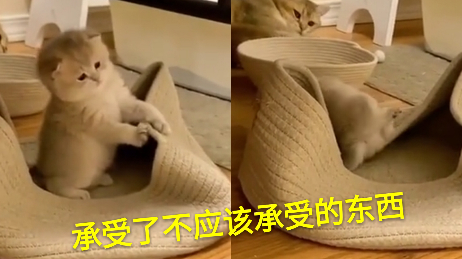 猫:我它喵心态崩了呀